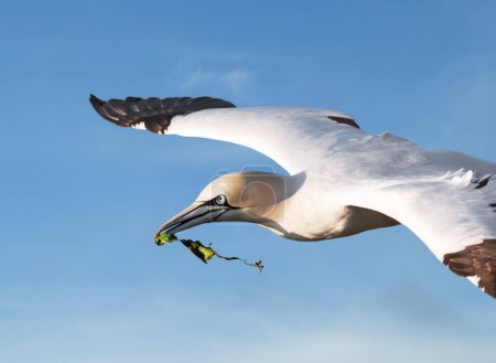 Téléchargez les photos : Gros plan d'un Fou de Bassan (Morus bassana) en vol avec matériel de nidification, Royaume-Uni. - en image libre de droit