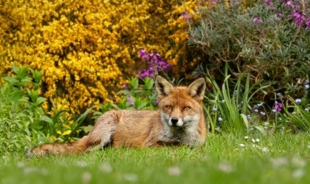 Photo for Close up of a red fox (Vulpes vulpes) lying on green grass against colorful background in summer, United Kingdom. - Royalty Free Image