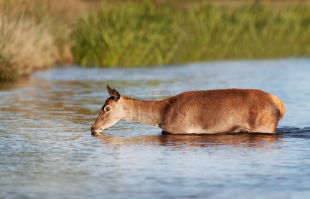 Foto de Primer plano de un ciervo rojo detrás cruzando un río, Reino Unido. - Imagen libre de derechos
