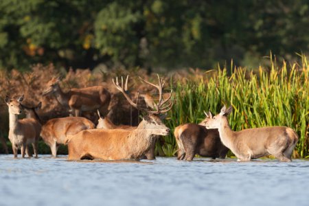 Foto de Primer plano de un ciervo rojo y un grupo de ciervos de pie en el agua, Reino Unido. - Imagen libre de derechos