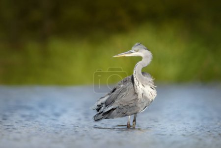 Photo for Close-up of a grey heron (Ardea cinerea) in water, UK. - Royalty Free Image