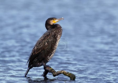 Téléchargez les photos : Close up of a Great cormorant perched on a tree branch in a pond, UK. - en image libre de droit