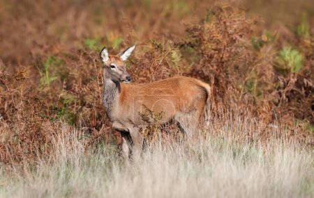 Téléchargez les photos : Close up of a red deer hind in grass, UK. - en image libre de droit