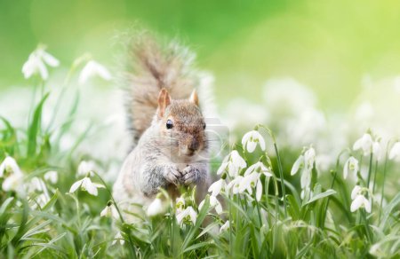 Téléchargez les photos : Gros plan d'un écureuil gris dans les chutes de neige, printemps au Royaume-Uni. - en image libre de droit