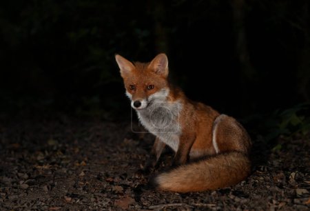 Téléchargez les photos : Gros plan d'un renard roux (Vulpes vulpes) dans une forêt la nuit, Royaume-Uni. - en image libre de droit