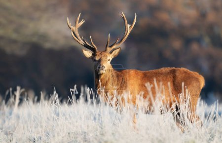 Photo for Close up of a Red deer stag in winter, UK. - Royalty Free Image