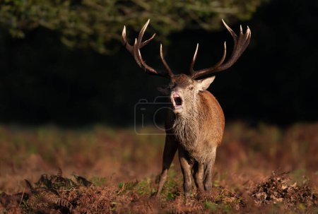 Téléchargez les photos : Cerf rouge appelant pendant l'ornière à l'automne, Royaume-Uni. - en image libre de droit