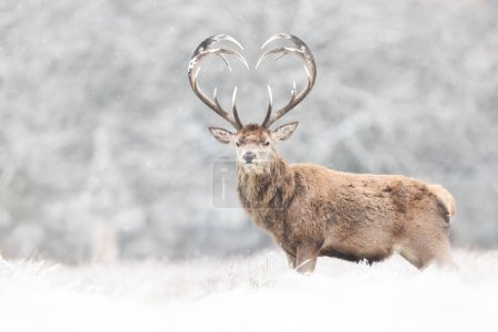 Téléchargez les photos : Gros plan du cerf rouge cerf avec des bois en forme de coeur en hiver, Royaume-Uni. - en image libre de droit