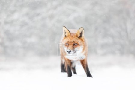 Photo for Close-up of a Red fox in winter, UK. - Royalty Free Image