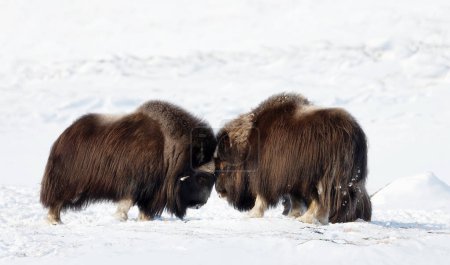 Photo for Close up of Musk Oxen fighting in winter, Norway, Dovrefjell National Park. - Royalty Free Image