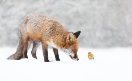 Photo for Close-up of a Red fox with a robin in the falling snow in winter, UK. - Royalty Free Image