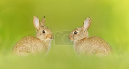 Photo for Close up of two cute little rabbits sitting in meadow, UK. - Royalty Free Image
