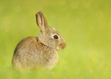 Photo for Close up of a cute little rabbit sitting in grass, UK. - Royalty Free Image