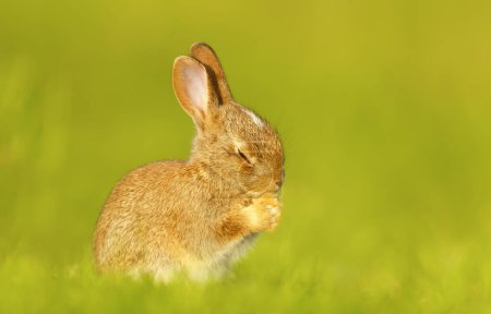 Foto de Close up of a cute little rabbit in spring, UK. - Imagen libre de derechos