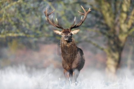 Foto de Primer plano de un ciervo rojo en invierno, Reino Unido. - Imagen libre de derechos