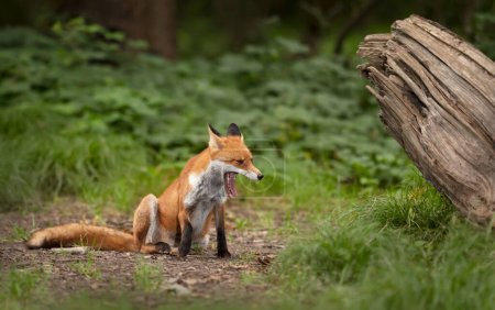 Téléchargez les photos : Gros plan du bâillement Renard roux (Vulpes vulpes) dans une forêt, Royaume-Uni. - en image libre de droit