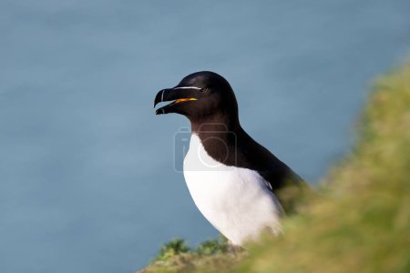 Photo for Close up of a Razorbill nesting on a cliff, Bempton, UK. - Royalty Free Image