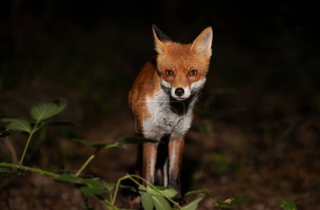 Foto de Close up of a Red fox (Vulpes vulpes) cub in a forest at night, UK. - Imagen libre de derechos