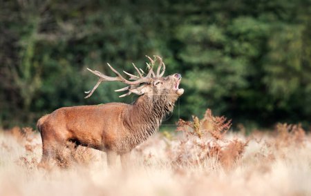 Foto de Red deer stag calling during the rut in autumn, UK. - Imagen libre de derechos