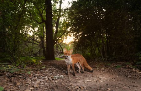Téléchargez les photos : Close up of a Red fox (Vulpes vulpes) in a forest at sunset, UK. - en image libre de droit
