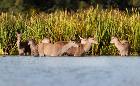 Foto de Primer plano de un grupo de ciervos rojos parados en el agua, Reino Unido. - Imagen libre de derechos
