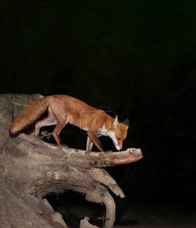 Photo for Close up of a Red fox (Vulpes vulpes) standing on a fallen tree in forest at night, UK. - Royalty Free Image