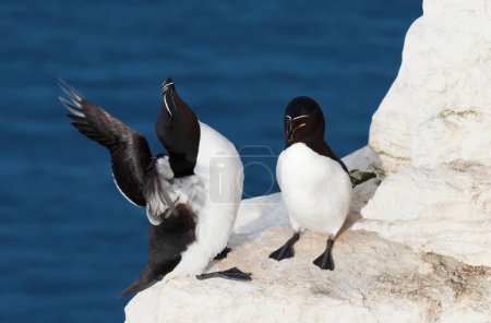 Téléchargez les photos : Gros plan de deux pingouins perchés sur le bord d'une falaise, Royaume-Uni. - en image libre de droit