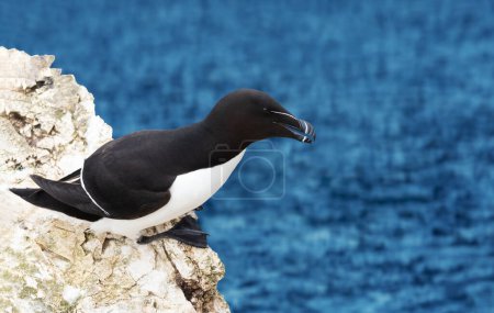 Photo for Close up of a Razorbill nesting on a cliff, Bempton, UK. - Royalty Free Image