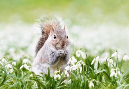 Foto de Close-up of a Grey Squirrel in spring, UK. - Imagen libre de derechos