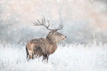 Photo for Close up of a Red deer stag in the falling snow in winter, UK. - Royalty Free Image