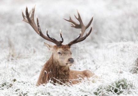 Photo for Portrait of a red deer stag lying in frosted grass in winter, United Kingdom. - Royalty Free Image