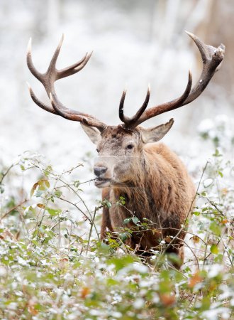 Foto de Primer plano de un ciervo rojo comiendo hojas en invierno, Reino Unido. - Imagen libre de derechos