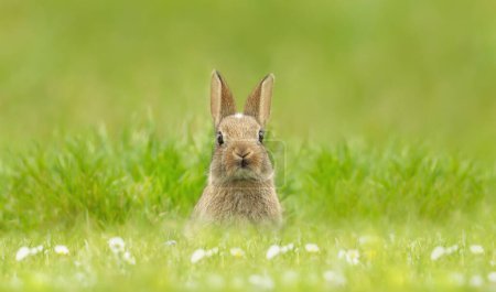 Foto de Primer plano de un lindo conejito sentado en la hierba, Reino Unido. - Imagen libre de derechos