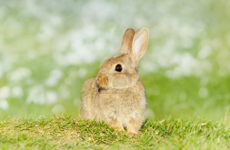 Téléchargez les photos : Gros plan d'un petit lapin mignon assis dans l'herbe, Royaume-Uni. - en image libre de droit
