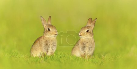 Photo for Close up of two cute little rabbits sitting in meadow, UK. - Royalty Free Image