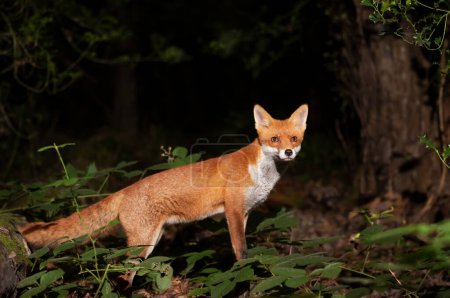 Téléchargez les photos : Gros plan d'un renard roux (Vulpes vulpes) dans une forêt la nuit, Royaume-Uni. - en image libre de droit
