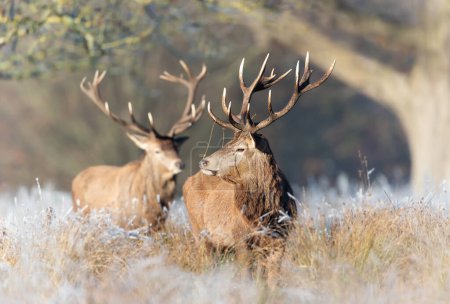 Téléchargez les photos : Close up of two Red deer stags on a frosty morning, UK. - en image libre de droit