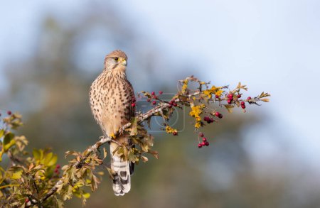 Photo for Close up of a common kestrel perched in a tree, UK. - Royalty Free Image