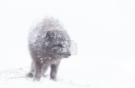 Téléchargez les photos : Gros plan d'un renard arctique dans la neige tombante, Islande
. - en image libre de droit