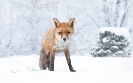 Photo for Close-up of a Red fox in winter, UK. - Royalty Free Image