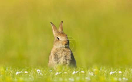 Photo for Close up of a cute little rabbit sitting in grass, UK. - Royalty Free Image