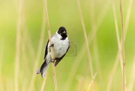 Photo for Close up of a perched common reed bunting, UK. - Royalty Free Image