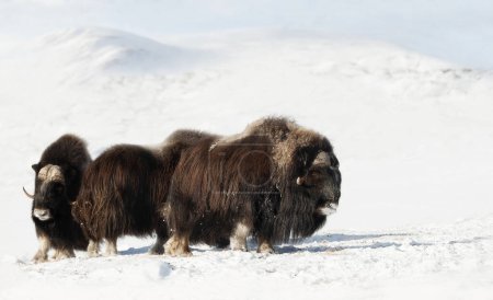 Photo for Group of Musk Oxen in Dovrefjell mountains in winter, Norway. - Royalty Free Image