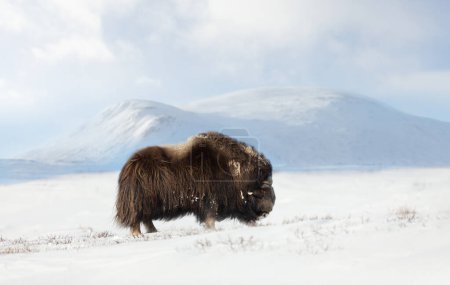 Téléchargez les photos : Gros plan d'un mâle Buffle musqué dans les montagnes Dovrefjell en hiver, Norvège
. - en image libre de droit