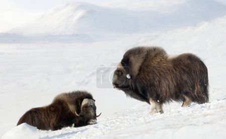 Photo for Musk Oxen in Dovrefjell mountains in winter, Norway. - Royalty Free Image