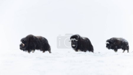 Photo for Baby musk ox following adult Musk Oxen in winter, Norway. - Royalty Free Image