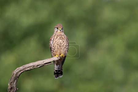Photo for Close up of a common kestrel perched on a tree branch against green background, England. - Royalty Free Image