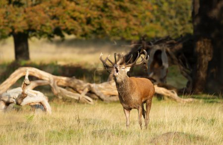 Foto de Close up of a red deer stag calling during the rut, UK. - Imagen libre de derechos