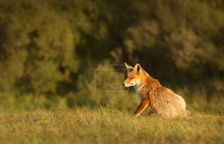 Foto de Close up of a red fox sitting in the meadow, UK. - Imagen libre de derechos