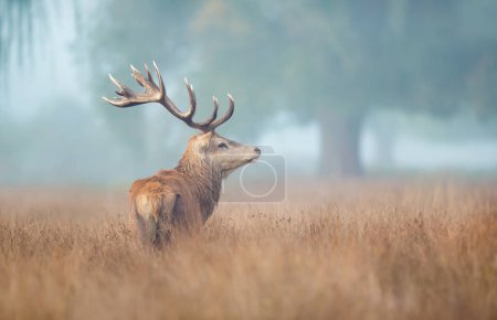 Foto de Close up of a red deer stag in the morning mist, UK. - Imagen libre de derechos